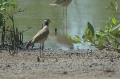 Black-Headed Plover